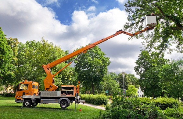 Élagage Abattage Eclairage de jardins Ermont